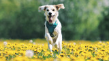 Who Let the Dogs Out? 5 Ways to Boost Outdoor Enrichment This Spring