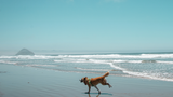 ​Tips to Keep Your Dog Cool and Comfortable This Summer