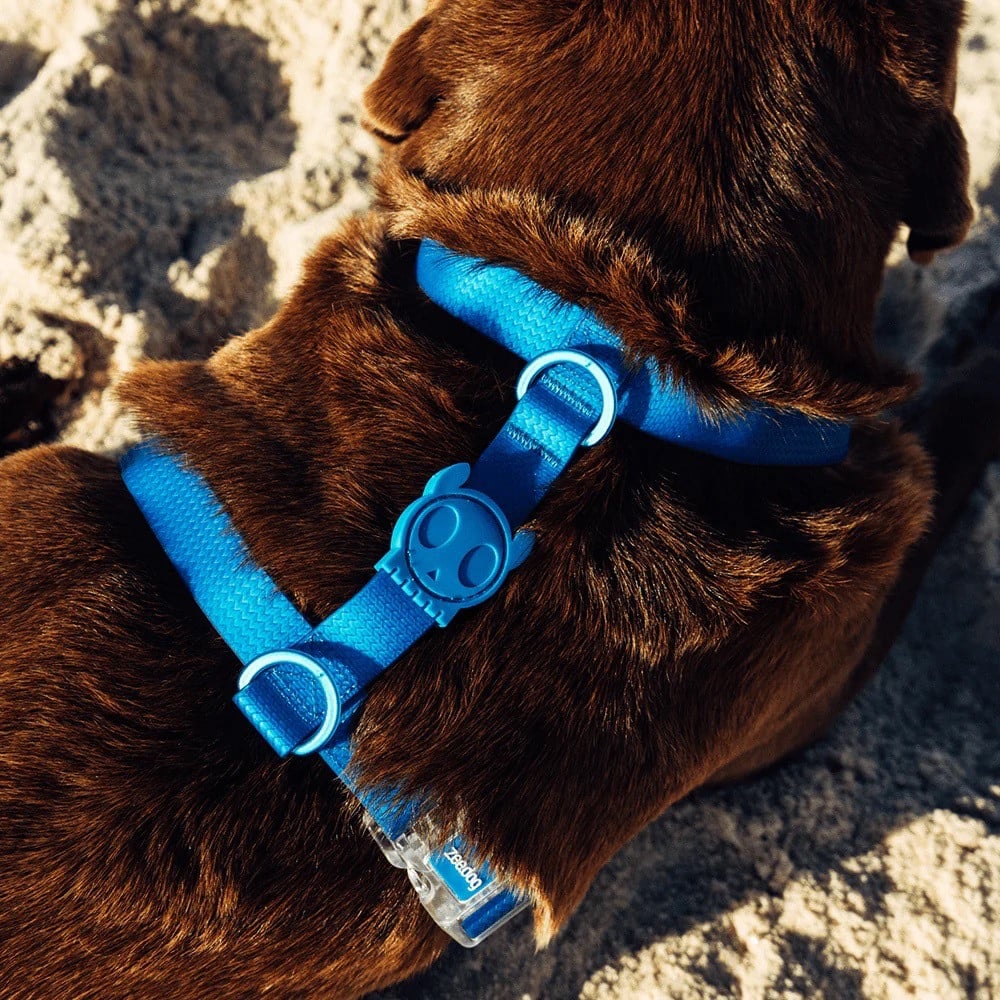 Side view of Zee.Dog Neopro Blue H-Harness being worn by dog at beach