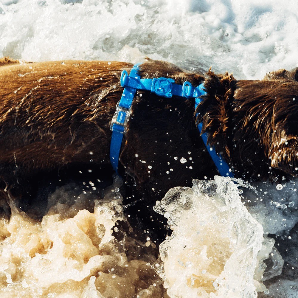 Side view of Zee.Dog Neopro Blue H-Harness being worn by dog at beach