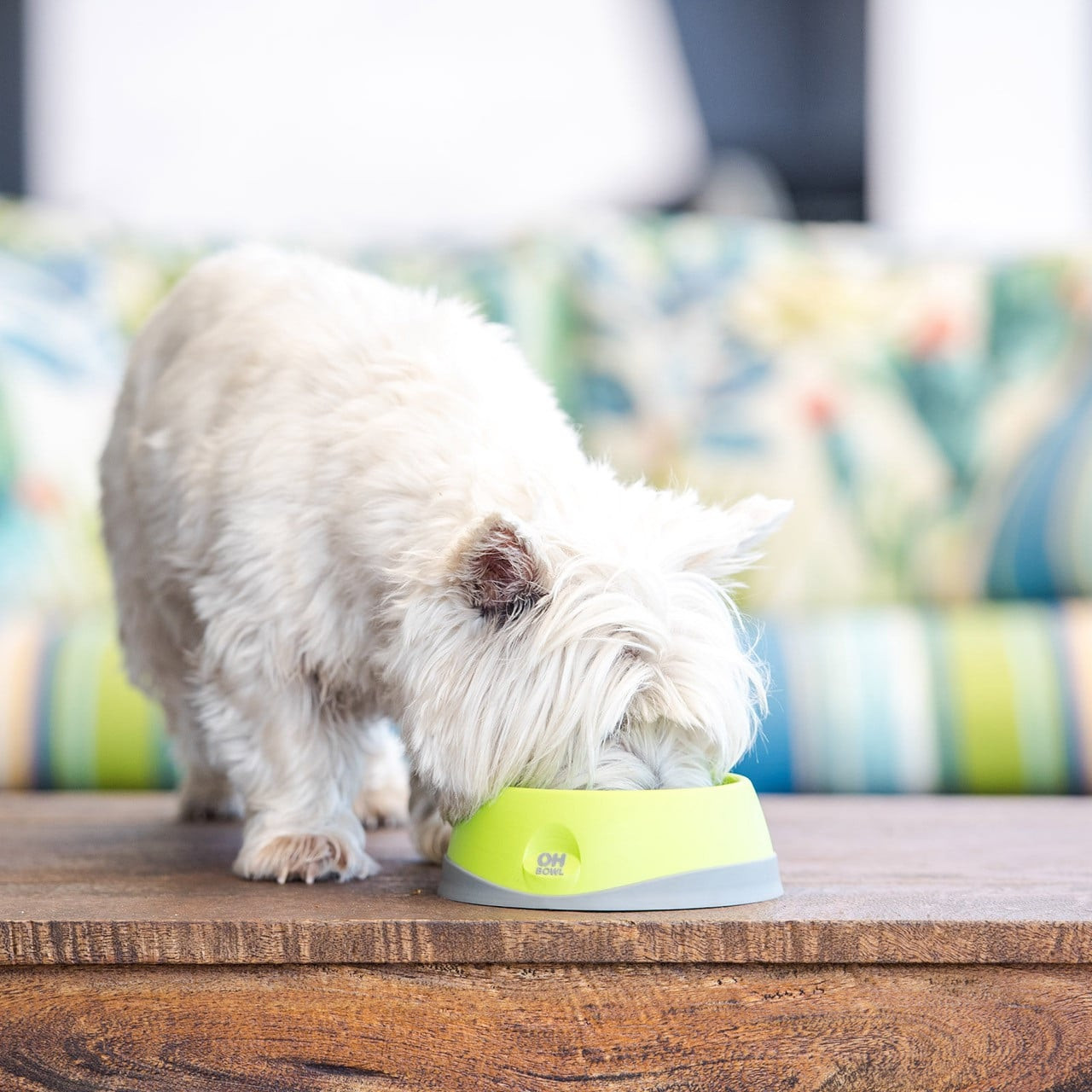 Small green LickiMat Oh Bowl designed for dog oral hygiene and enrichment. Ideal for promoting healthy chewing.