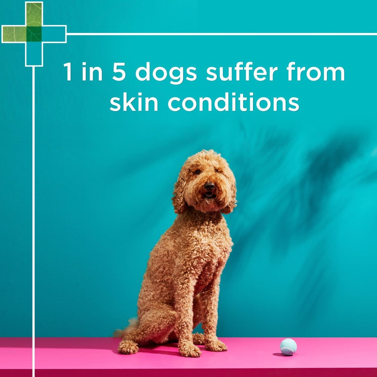 PAW By Blackmores Mediderm And Nutriderm Duo Pack For Dogs 200ml - Image 7 of 8