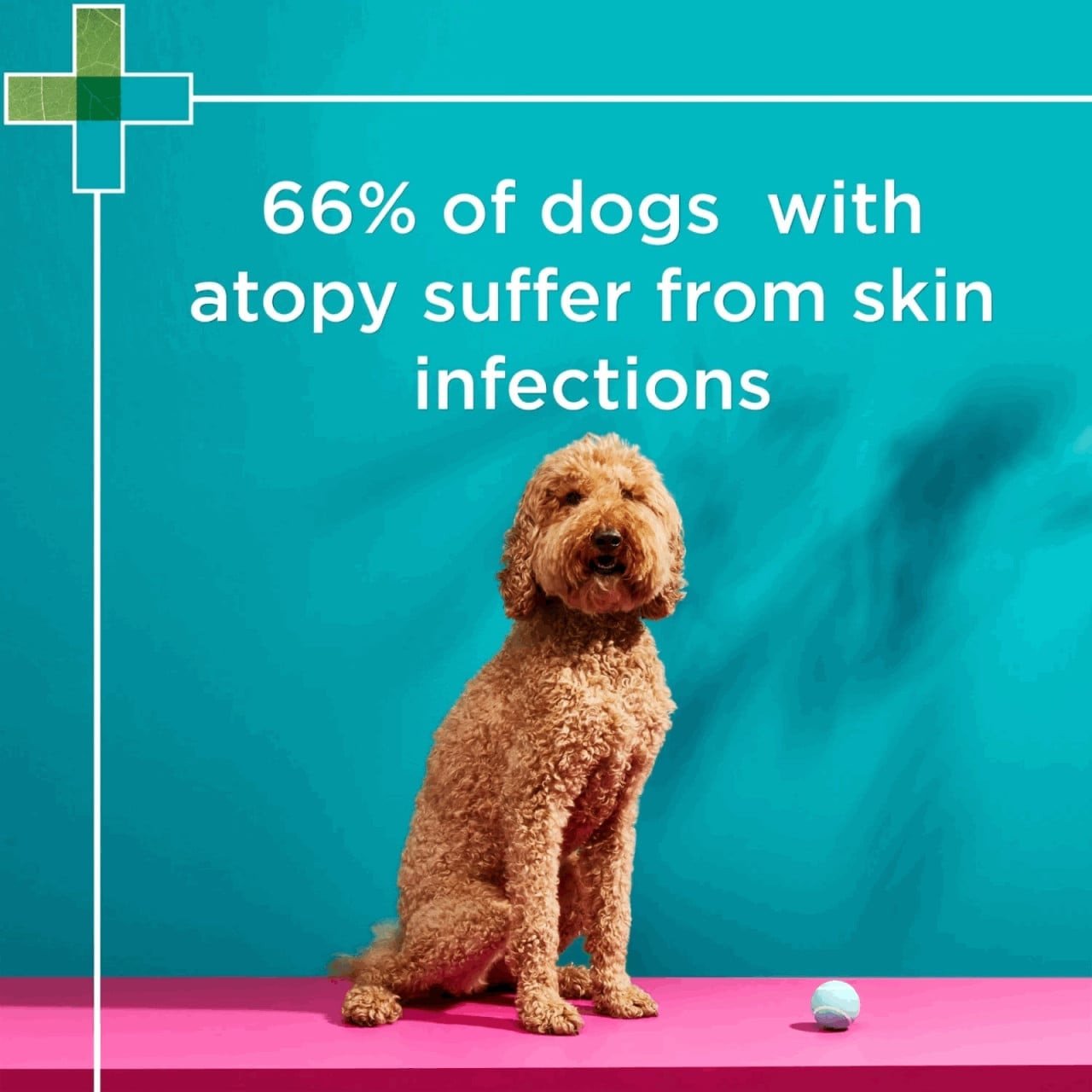 PAW By Blackmores Mediderm Gentle Medicated Shampoo For Dogs 200ml - Image 8 of 9