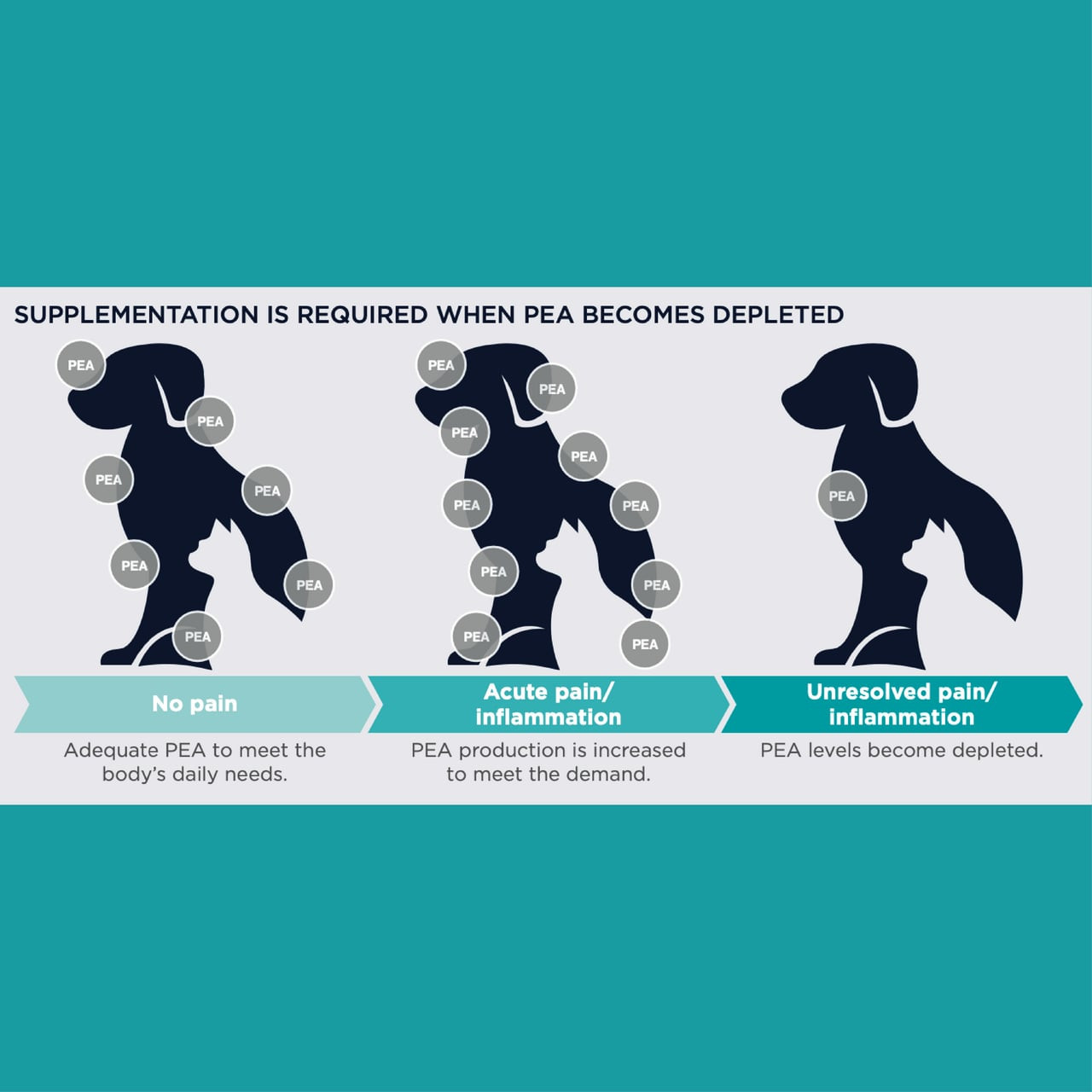 PAW By Blackmores PurePEA+ Omega for Dogs & Cats - 90 Capsules for pain relief and inflammation support.