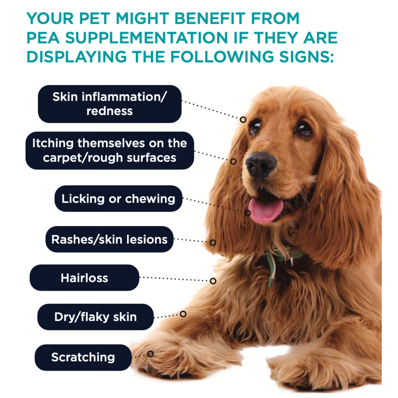 PAW By Blackmores PurePEA+ Omega for Dogs & Cats - 90 capsules for skin health and inflammation relief.