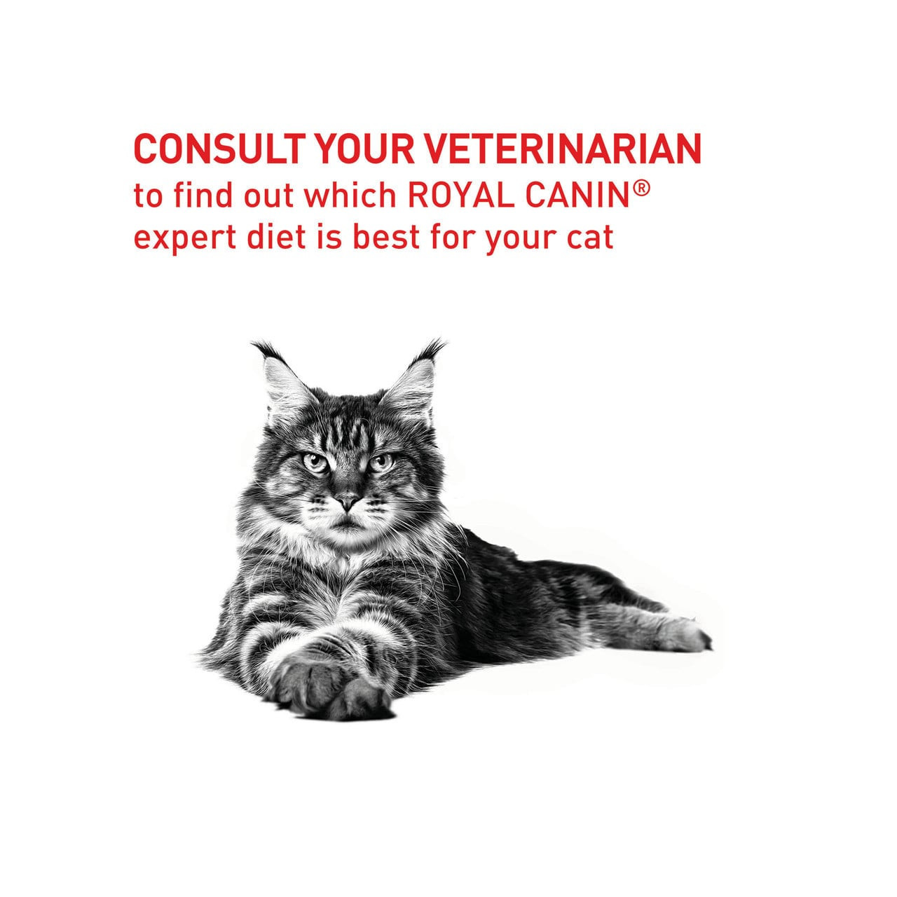 Royal Canin Veterinary Diet Feline Dental S/O Dry 3kg for optimal cat dental health and nutrition.