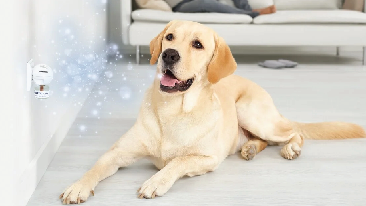  How to Identify and Alleviate Dog Anxiety Symptoms