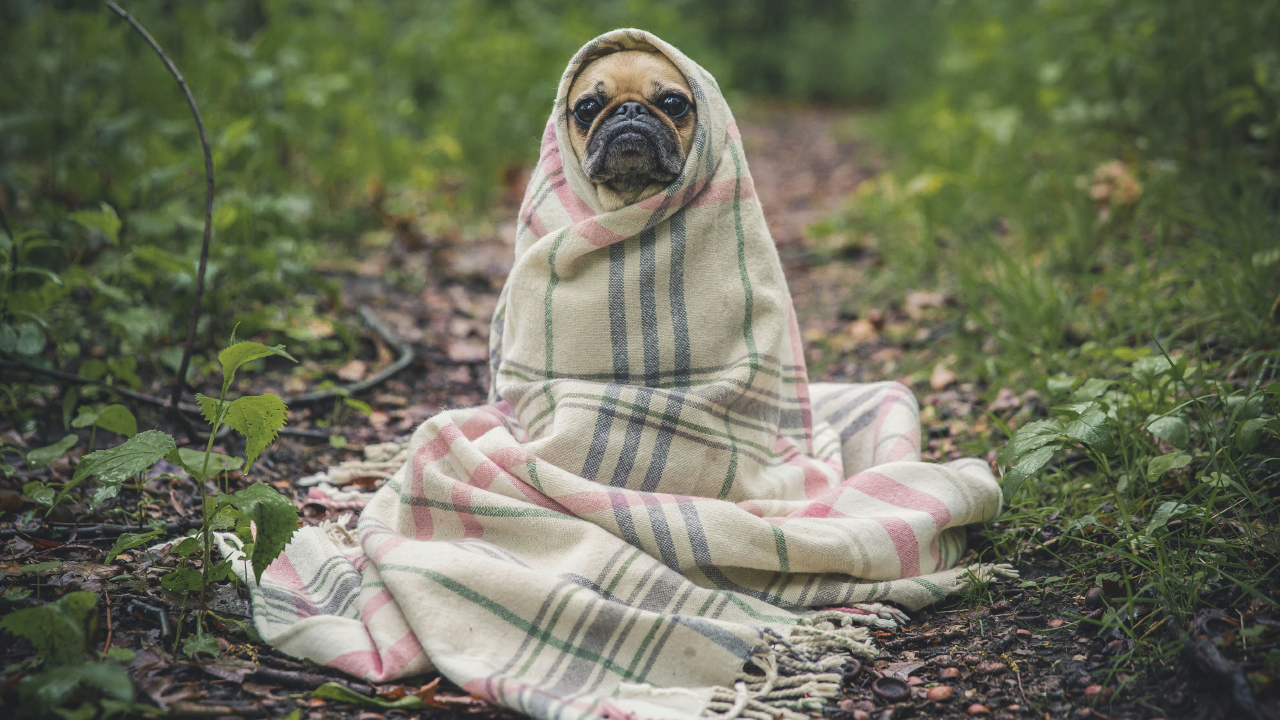 Is My Dog Cold? How to Keep Your Dog Warm and Cosy This Winter