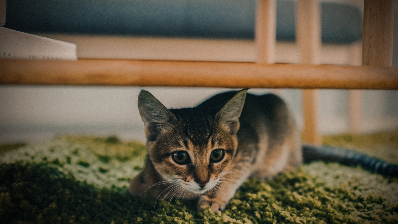 How Feliway Can Help with Cat Behavior Problems