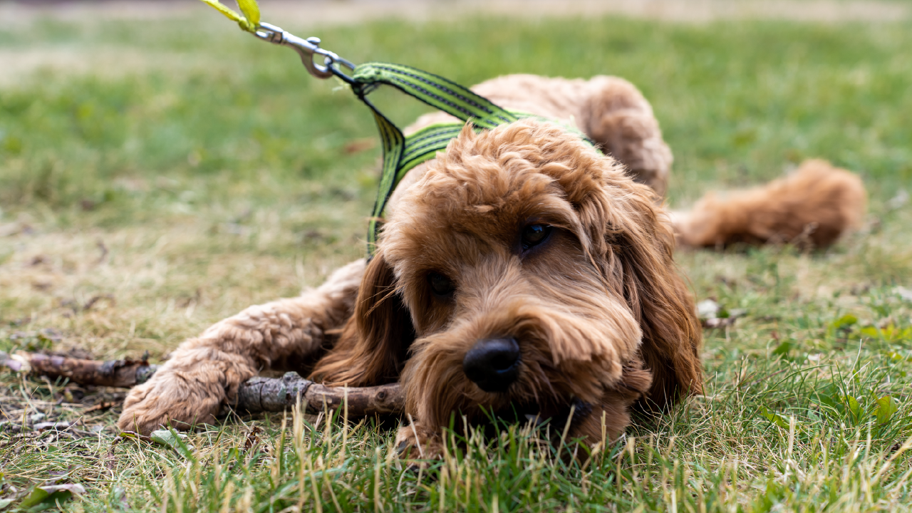 How Adaptil Can Help with Dog Training