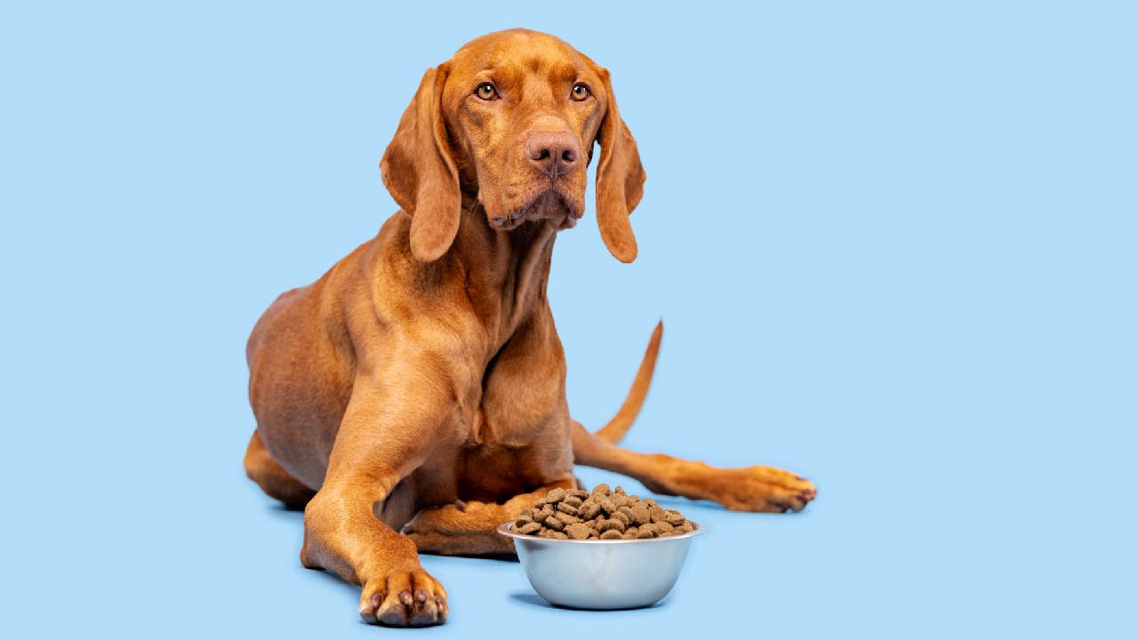 ​Strategies to Enhance Your Dog's Digestion and Gut Well-being