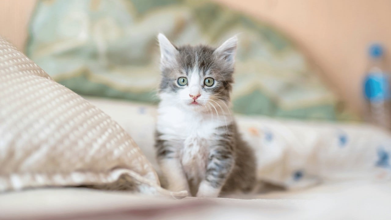 ​Preparing for Your New Kitten: The Essential Checklist