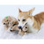 Outward Hound Hide A Squirrel Plush Puzzle Toy | 4 Sizes Available - Image 8 of 25