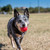 KONG Ball Rubber Dog Toy Small - Image 2 of 5
