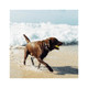Zee.Dog Neopro Black Collar on a dog playing by the beach, enjoying the waves and sunshine.