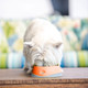 OH Bowl by LickiMat - Oral Health Food Bowl for Dogs: Orange - Small