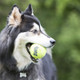 KONG AirDog Squeaker Balls 3 Pack Small