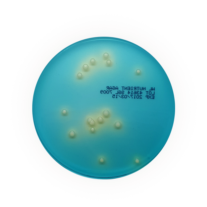 WL Nutrient Agar PP Plates 55mm