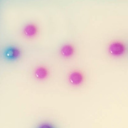Colonies Appearance  ERV. faecalis/ERV. faecium
Pink to mauve