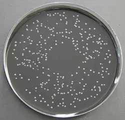 Thermo Scientific™ Bordetella Selective Medium
