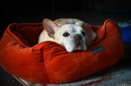 Choosing the Right Dog Bed