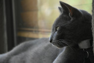 Keeping Indoor Cats Happy