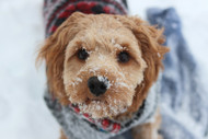 Winter Paw Care for Dogs