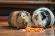 Small Pets: Rabbit and Guinea Pig Basics