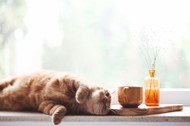 How Often Should You Really Groom a Cat?