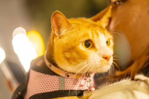 Hard-Shell Pet Carrier