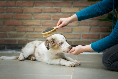 Deshedding Brush Kit