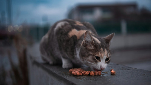 Tuna in Jelly Wet Cat Food, 24 x 85g