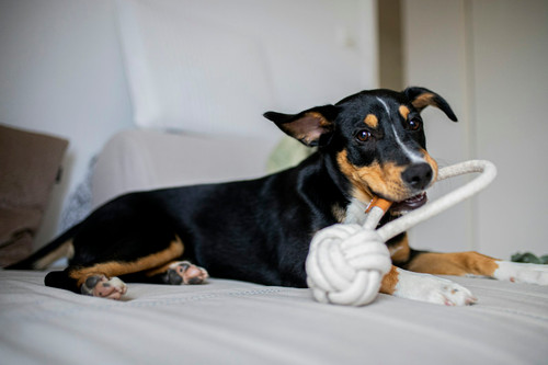 Rope Tug Toy, 3 Knot