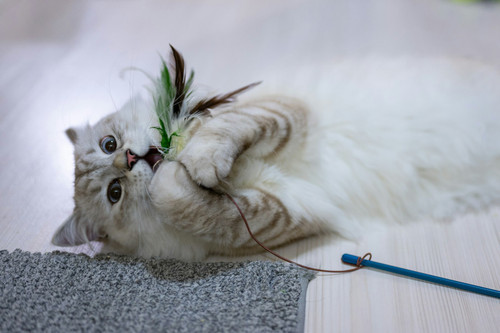 Feather Wand Cat Toy