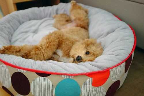 Calming Donut Dog Bed