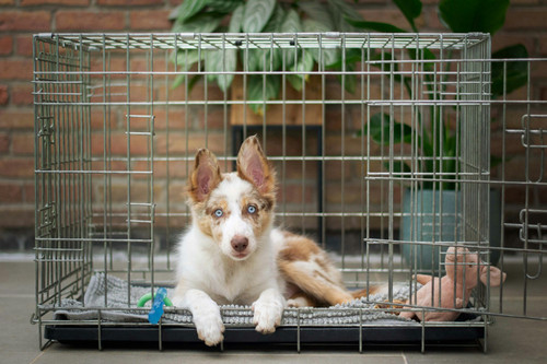 Folding Wire Dog Crate, 36in