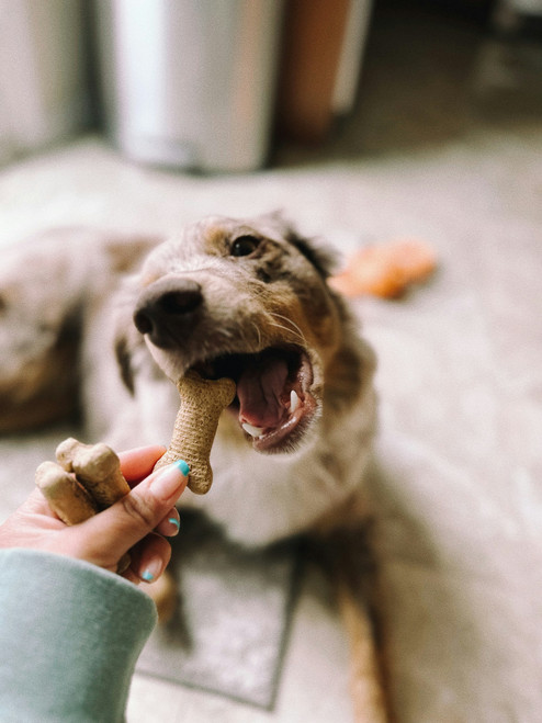 Dog Dental Kit