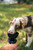 Lamb & Brown Rice Adult Dog Food, 6kg