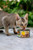 Tuna in Jelly Wet Cat Food, 24 x 85g