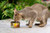 Tuna in Jelly Wet Cat Food, 24 x 85g