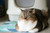Hooded Cat Litter Tray
