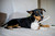 Rope Tug Toy, 3 Knot
