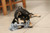Rope Tug Toy, 3 Knot