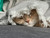 Cosy Cat Cave