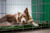 Folding Wire Dog Crate, 36in