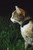 Breakaway Cat Collar with Bell