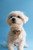 Engraved Pet ID Tag