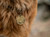 Engraved Pet ID Tag