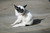 Flea & Tick Spot-On, Dog, 3 pack
