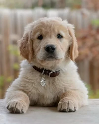 Bramble, Dog · Cocker Spaniel